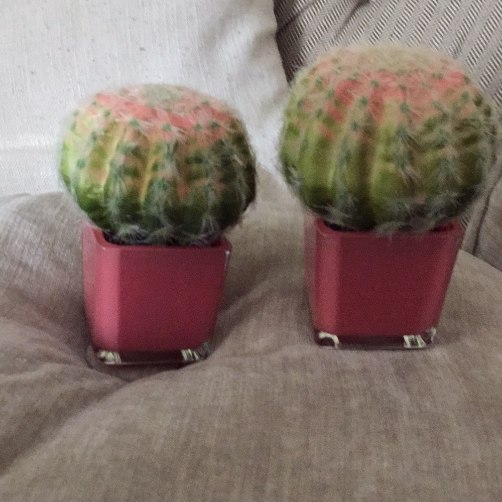 - Pier1 set cactus new